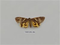 藏品(夜蛾384)的圖片